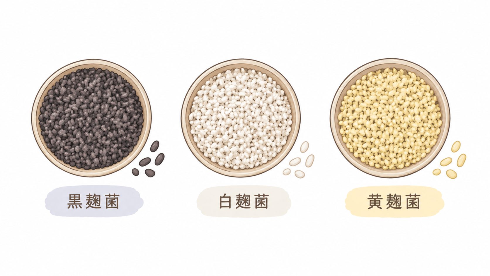 焼酎づくりに使われる黒麹菌・白麹菌・黄麹菌のイラスト