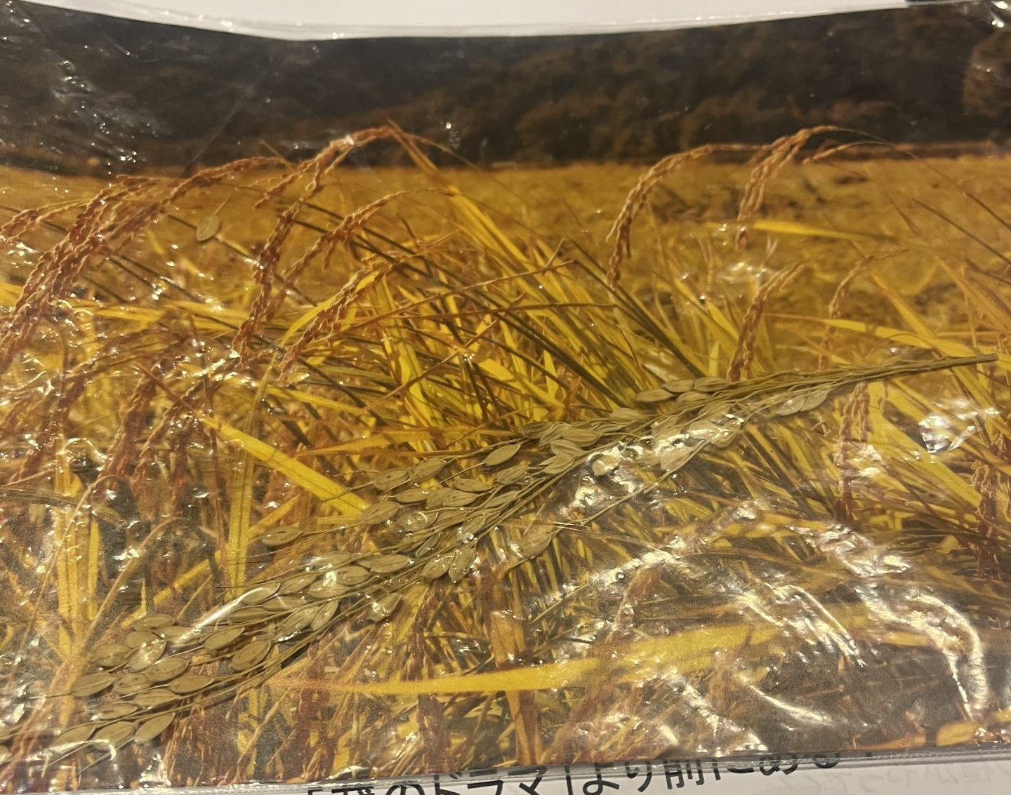 黄金色に実った稲穂