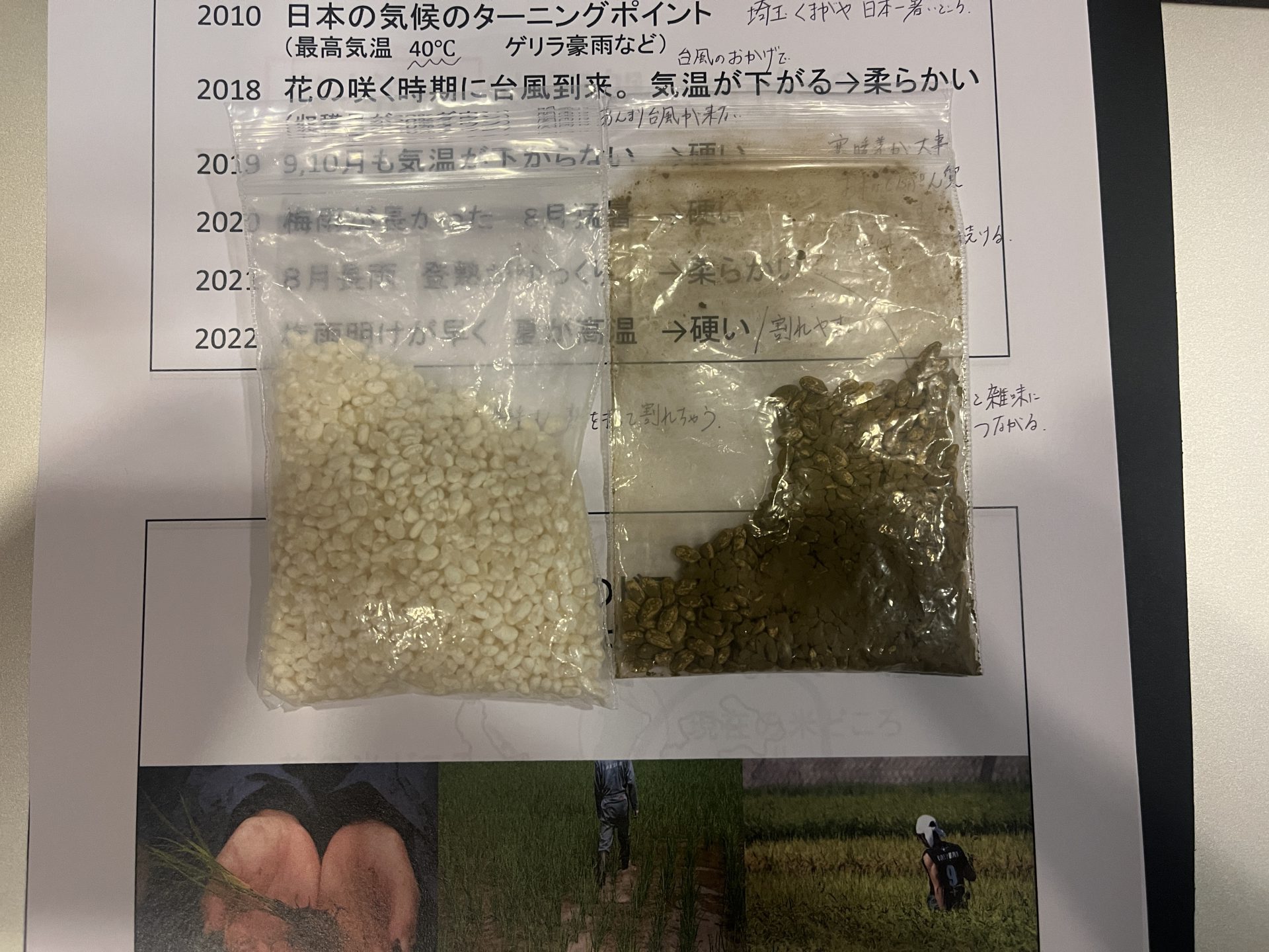 黄麹と麹米